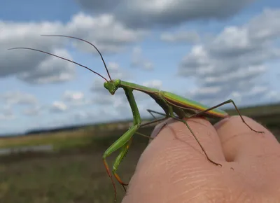 Богомол обыкновенный (Mantis religiosa)