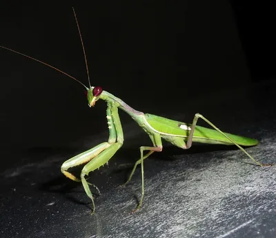 Африканский древесный богомол (Sphodromantis viridis) - Picture Insect