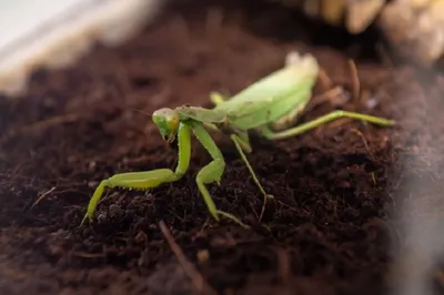 Богомол, Religiosa Mantis, конец вверх Bali Индонесия Стоковое Фото -  изображение насчитывающей насекомое, богомол: 120085964