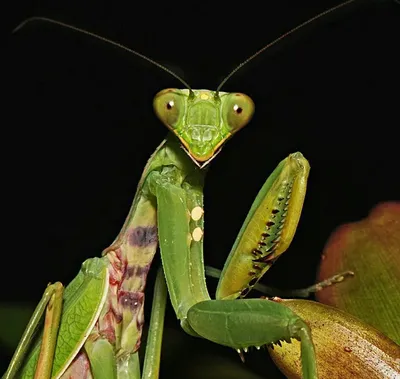 Обыкновенный богомол (Mantis religiosa) в Мордовии - Природа Республики  Мордовия