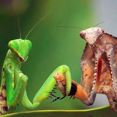 Mantis religiosa. / сфотографировал сам :: Насекомое :: Богомол :: фото /  смешные картинки и другие приколы: комиксы, гиф анимация, видео, лучший  интеллектуальный юмор.