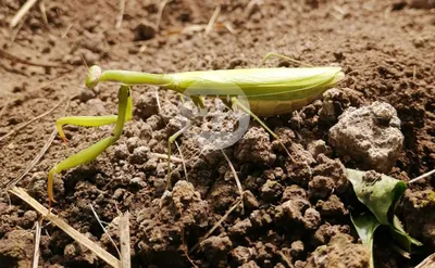 Орхидейный богомол (Hymenopus coronatus)