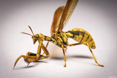 Обыкновенный богомол (Mantis religiosa) - Picture Insect