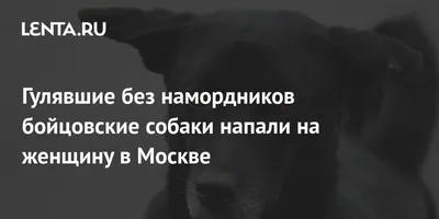 Бойцовские собаки напали на россиянку и покусали своего же хозяина |  Происшествия