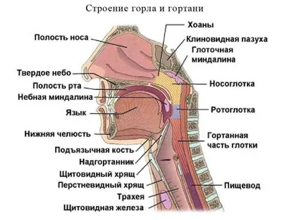 Состояние неспецифических факторов иммунной системы организма при  хроническом фарингите – тема научной статьи по клинической медицине читайте  бесплатно текст научно-исследовательской работы в электронной библиотеке  КиберЛенинка