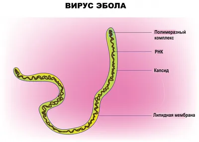 Болезнь эбола картинки