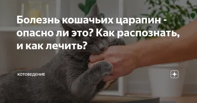 Вы когда-нибудь слышали о болезни кошачьих царапин? И что это такое? -  статьи о ветеринарии «Свой Доктор»