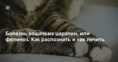 Болезнь кошачьих царапин