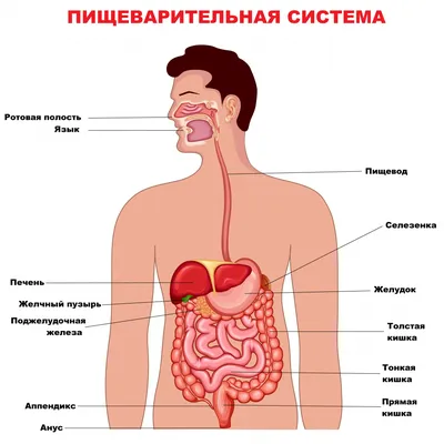 Болезнь Крона - симптомы, диагностика и лечение | Клиника МедПросвет