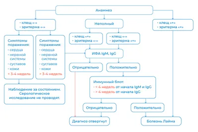 Лечение клещевого боррелиоза (болезни Лайма) в Ивано-Франковске ⚕️  Мед-Атлант