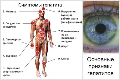 Поражение печени: виды и причины, симптомы и лечение