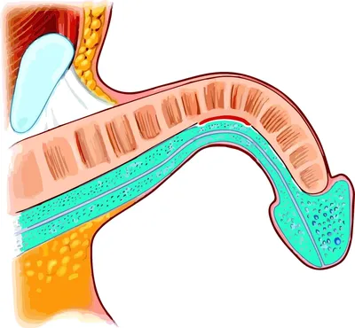 Искривление полового члена: болезнь Пейрони | ТС Клиника — г. Краснодар