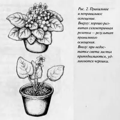 Клуб \"Фиалковый мир\" - Просмотр темы - 29 сентября - День Фиалки