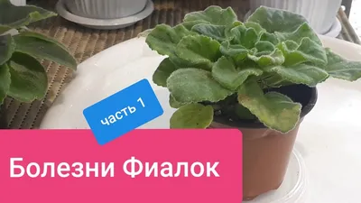 Болезни Фиалок - Неинфекционные! Как проявляются? Чем лечить? - YouTube