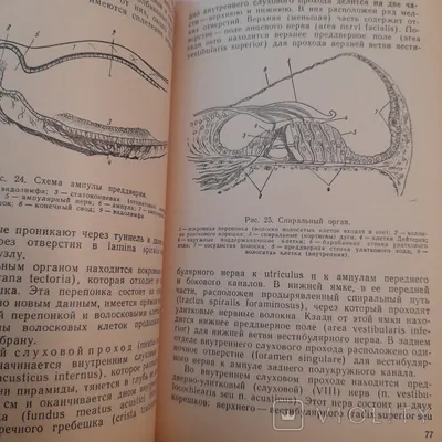 Боль в горле