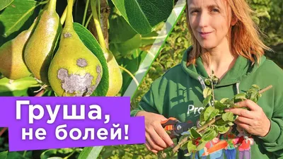 Ржавчина груши и можжевельника. Время спасать растения!