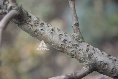 Болезни Коры Груши Описание С Фотографиями – Telegraph