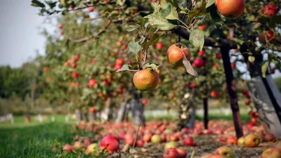 Болезни яблонь: описание с фото, методы борьбы