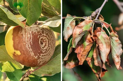 Болезни сада: монилиоз яблони🍏