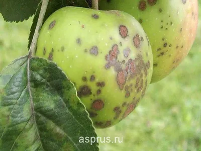 Болезни плодов яблони при хранении | АППЯПМ