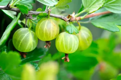 🐛🍓Самые опасные болезни и вредители смородины, малины и крыжовника. Чем  обработать кустарники от мучнистой росы