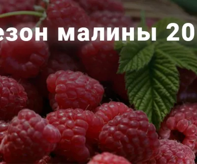 Сезон малины грянул: что надо знать при покупке этой ягоды (инфографика) -  Телеграф