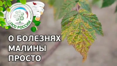 MedWeb - ТОП-5: ягоды, полезные для здоровья и красоты