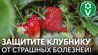 Болезни сливы, их профилактика и лечение