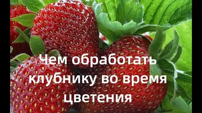 Чего не хватает клубнике? Определяем по листьям недостаток микроэлементов