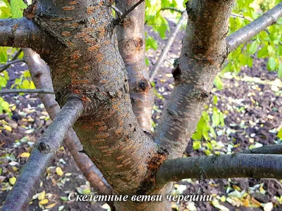 Основные вредители и болезни персика | АППЯПМ