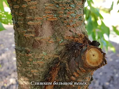 Трудное решение, что делать с яблоней | Дневник Божьей Коровки | Дзен