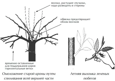 Заболевания яблони: 4 самых распространенных и опасных