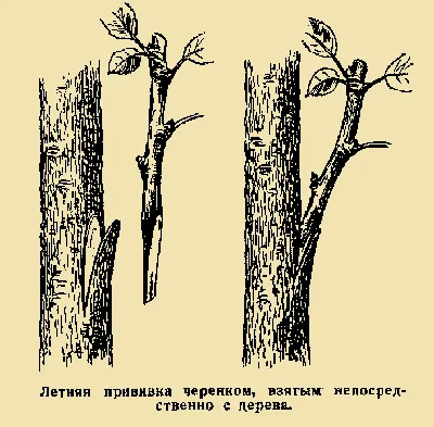 Наросты на стволе яблони: опасность или особенность? | В саду (Огород.ru)