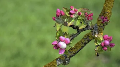 Болезни яблонь: описание с фото, методы борьбы