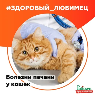 Болезни кошек. Все о кошках. Блог