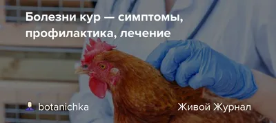 Вышла в свет монография «Болезни почек кур» | УО «Витебская ордена «Знак  Почета» государственная академия ветеринарной медицины\"