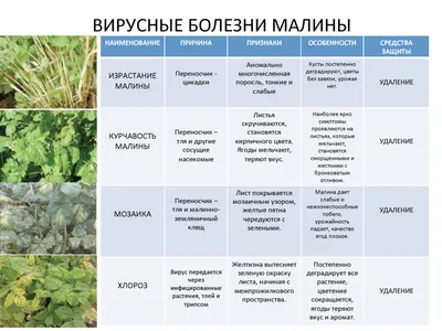 Болезни садовой малины: описание и лечение - Бабушкина дача