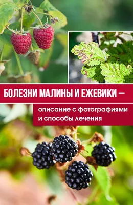 Устойчивость малины к основным видам заболеваний в условиях Орловской  области – тема научной статьи по сельскому хозяйству, лесному хозяйству,  рыбному хозяйству читайте бесплатно текст научно-исследовательской работы в  электронной библиотеке КиберЛенинка