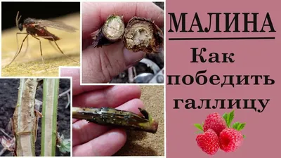 Малина - выращивание, уход, обрезка малины, сроки посадки малины - SADURAD