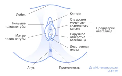 Онко Вики — Опухоли вульвы