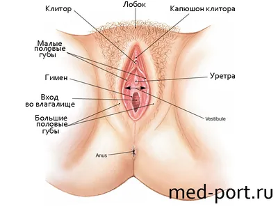 5 причин появления уплотнений в области вульвы - статья блога ПКМЦ о  медицине