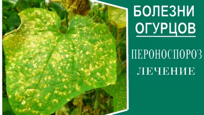 Болезни и вредители огурца. Методы защиты культуры - АГРОШКОЛА