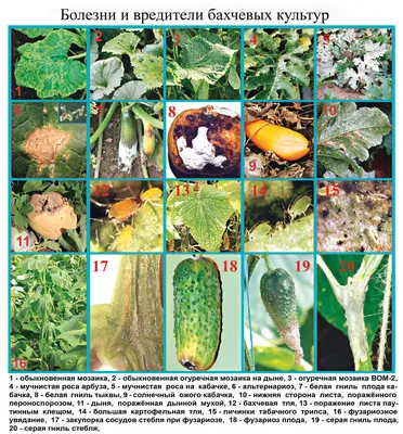 Болезни огурцов фото