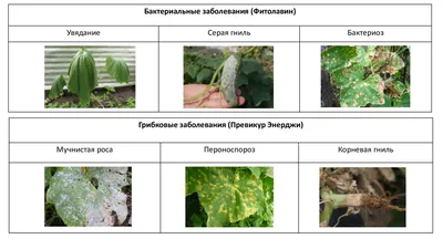 Болезни томатов и огурцов в июне-июле. Ставим диагноз по фото