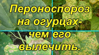 Болезни огурцов Листья огурцов, пораженные болезнью Селективная фокусировка  Стоковое Фото - изображение насчитывающей болезнь, спад: 164848464