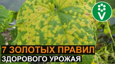 12 лучших сортов и гибридов китайских огурцов для теплицы и открытого  грунта | На грядке (Огород.ru)