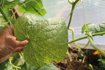 Пероноспороз (ложная мучнистая роса) огурца | Bayer Crop Science Беларусь