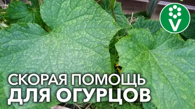 Болезни огурцов: описание с фотографиями, способы лечения, профилактика