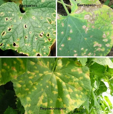 Болезни огурцов с картинками листьев
