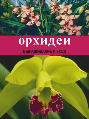 Болезни орхидей и их лечение: Обеспечиваем правильный уход изысканным  цветам - растения, фаленопсис, дом, комнатные цветы | Обозреватель